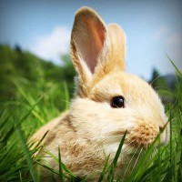 /album/%ea%b0%95%eb%b6%81%ec%96%b4%eb%a6%b0%ec%9d%b4%ec%a7%91/photolia-a03-jpg/